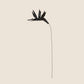 Birds of Paradise
