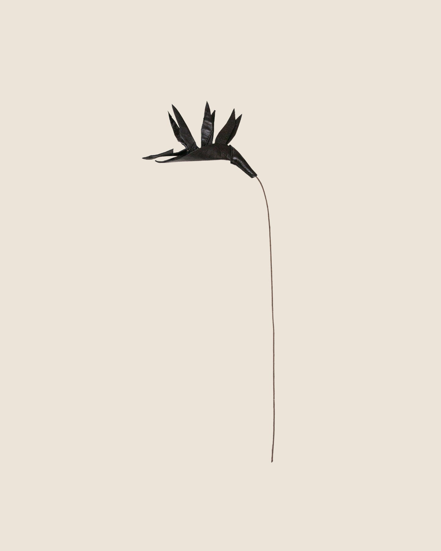 Birds of Paradise