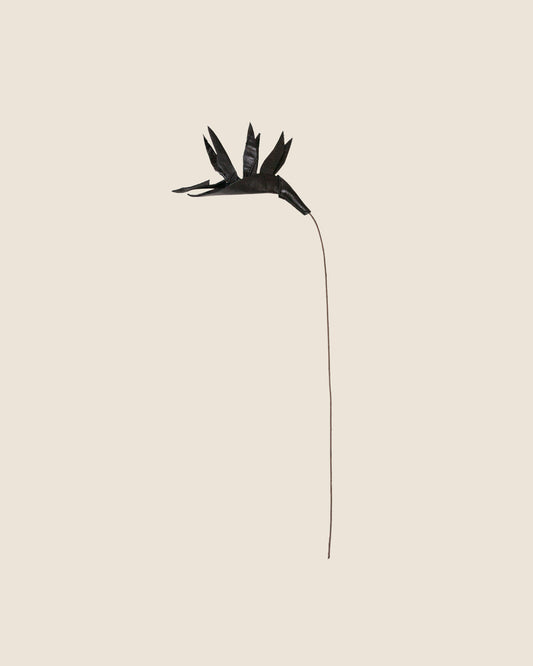 Birds of Paradise