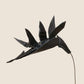 Birds of Paradise