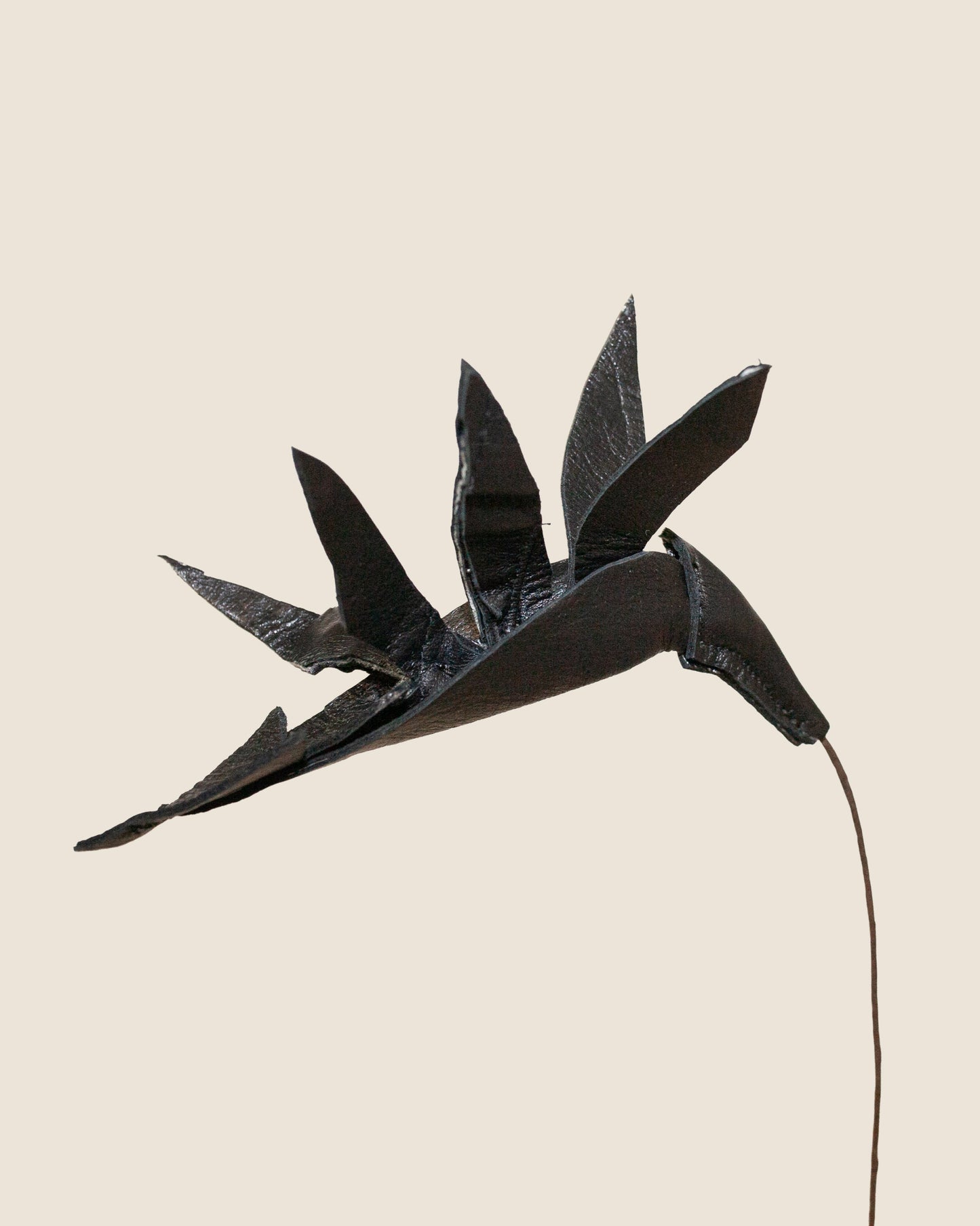 Birds of Paradise