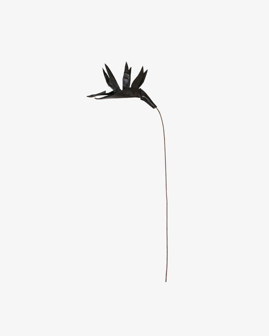 Birds of Paradise